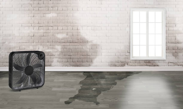 Best Local water damage restoration  in Double Springs, AL